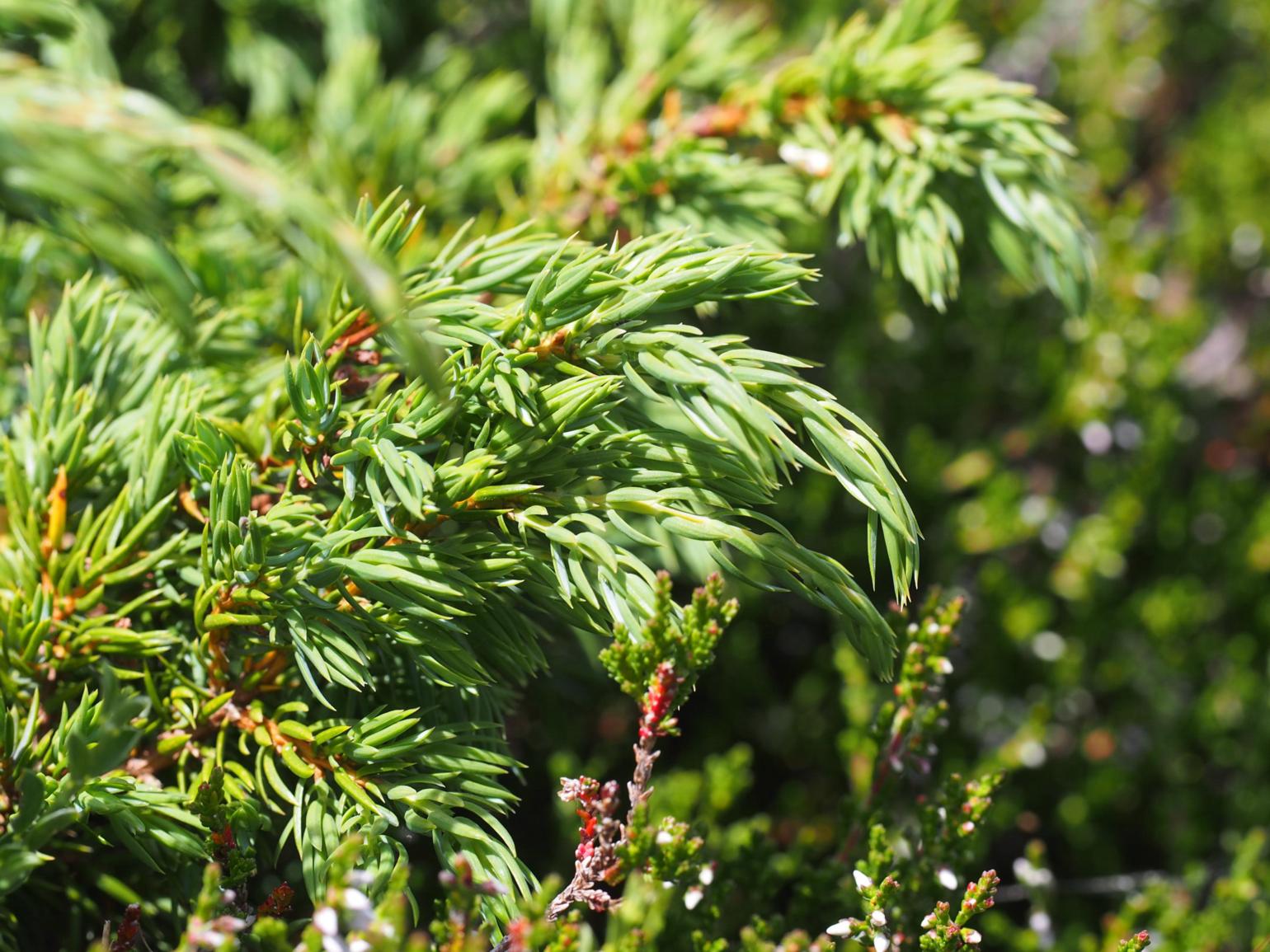 Juniper, 'Dwarf'